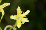 Southern bush honeysuckle